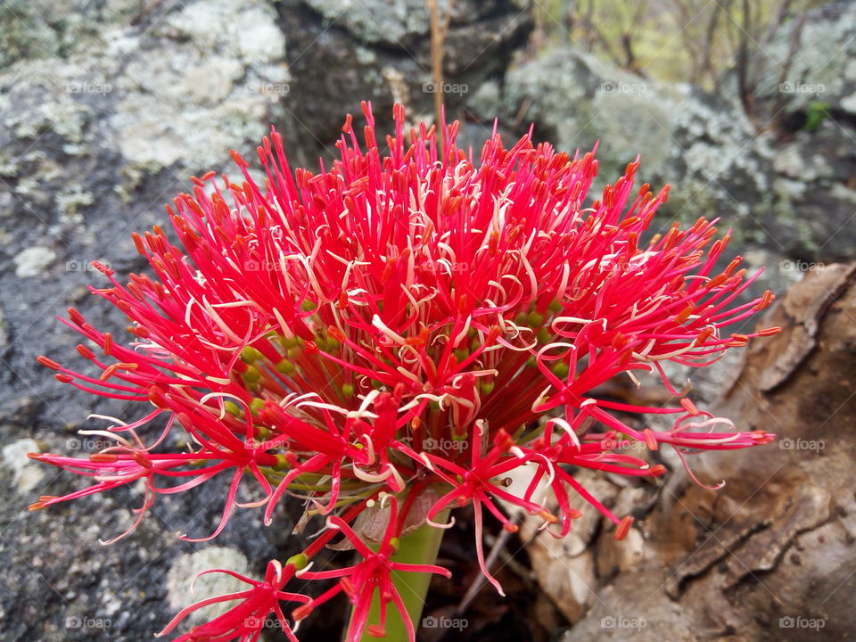 The red natural flower.