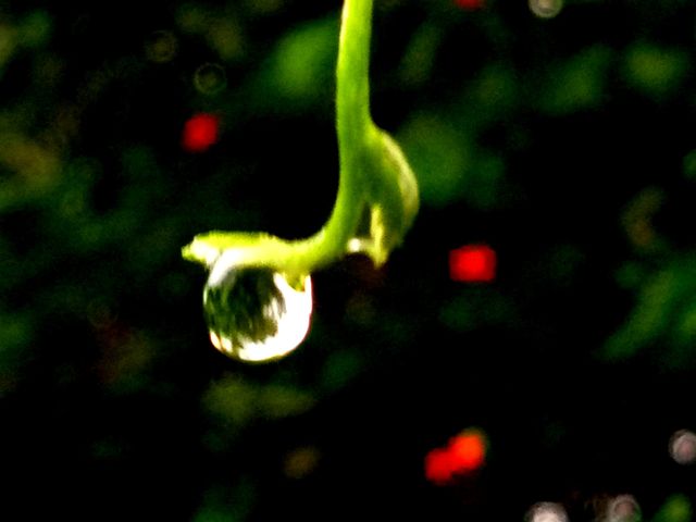 rain drop