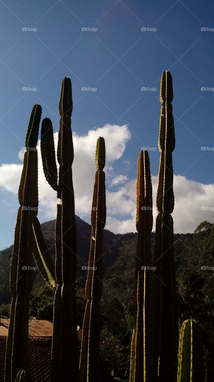 NATURE CACTUS UMWELT ÖKOLOGISCHEN