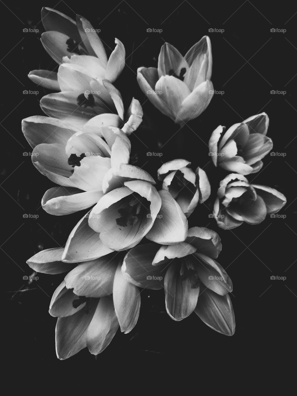 black and white crocus flowers