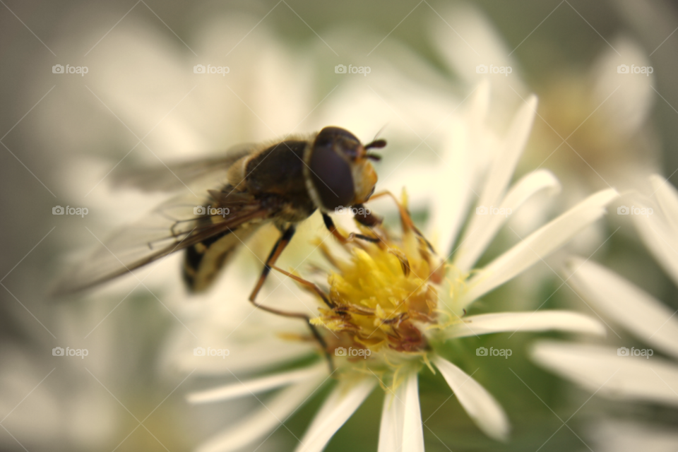 flower macro insect fly by leonbritton123