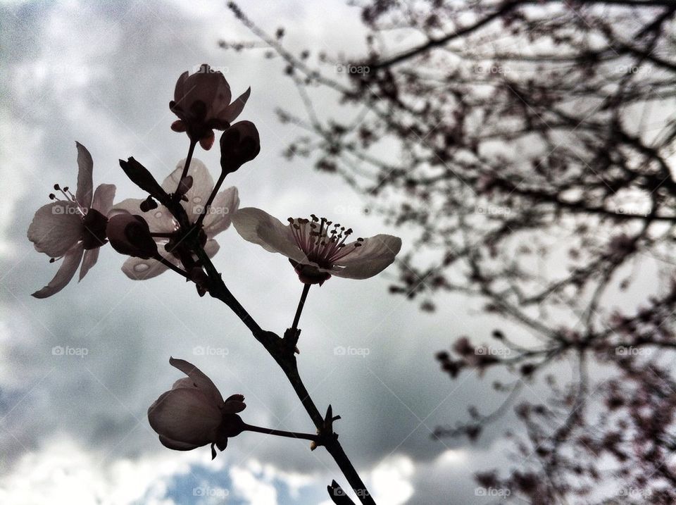 sky flower depression depressed by alekime