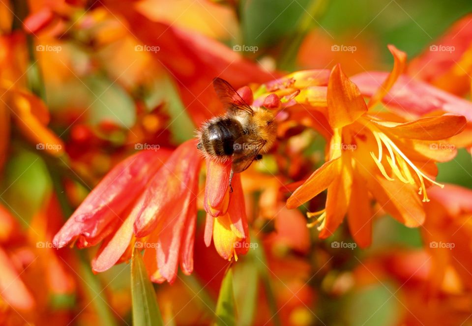 Bee collecting pollen