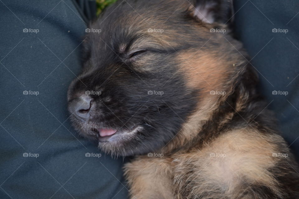 puppy sleeping in my lap