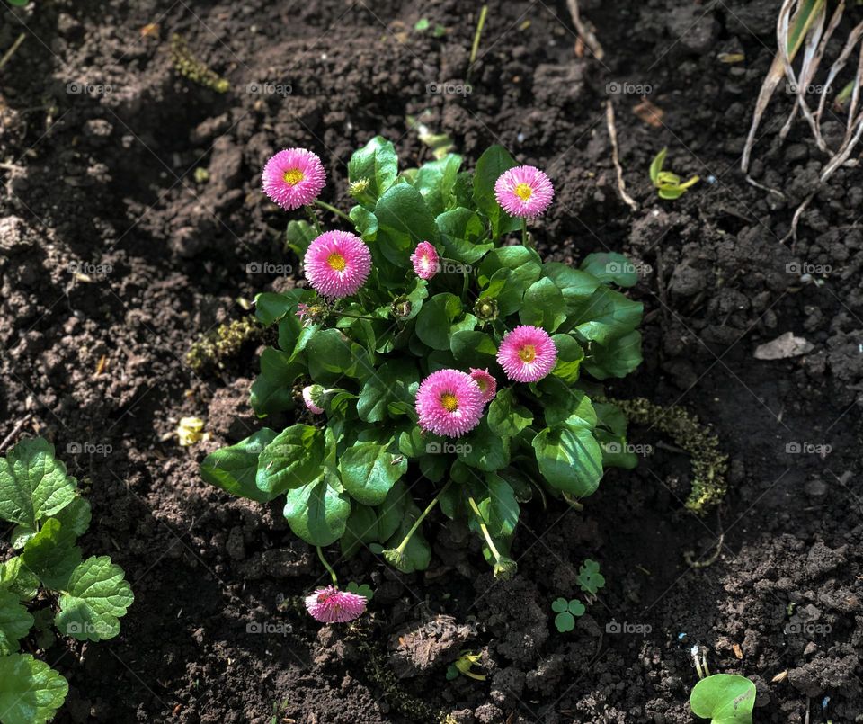 Pink flowers in the yard 