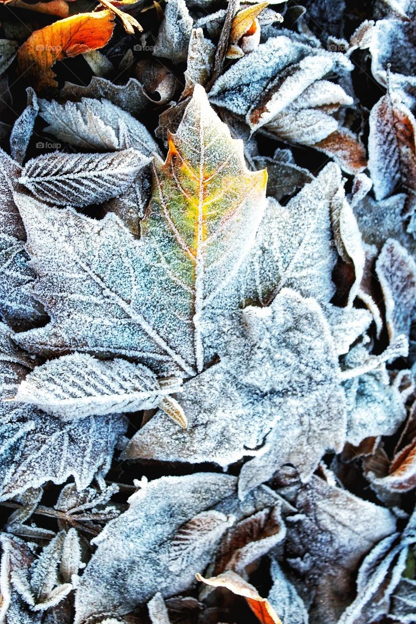 An assortment of dried autumn leaves encrusted with frost mixed with orange dried leaves