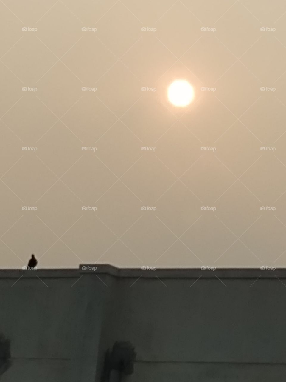 sun set bird watching