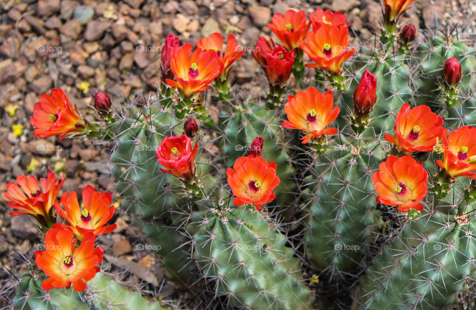 Blooming cactus. Desert in bloom 