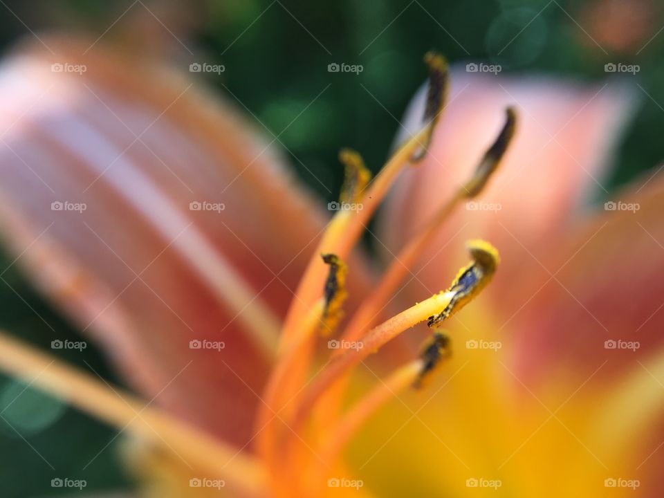 Pollen on a day lily 