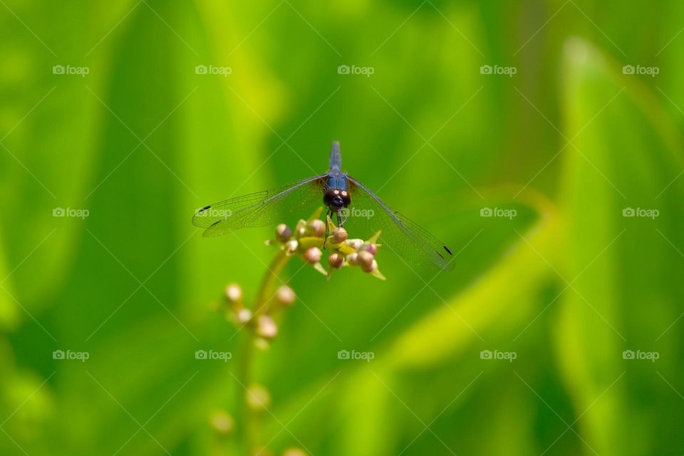 blue dragonfly