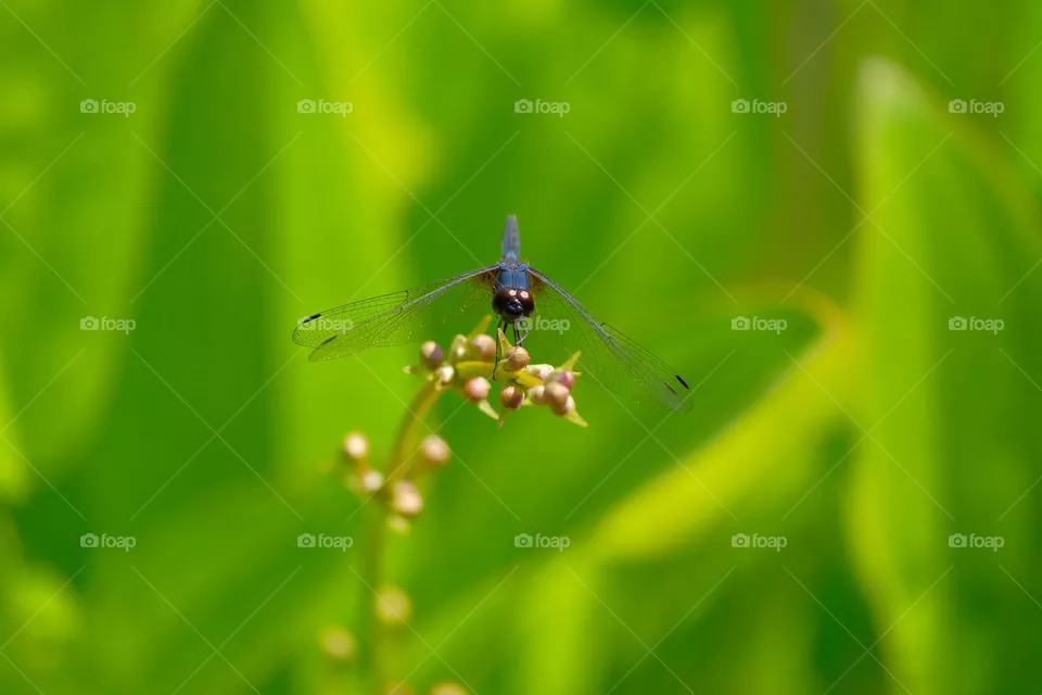 blue dragonfly