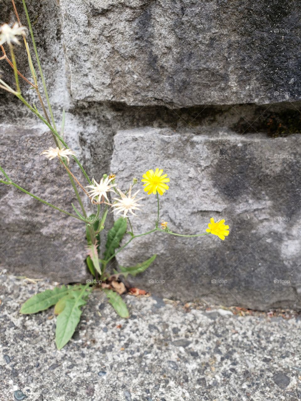 Flowers and brick