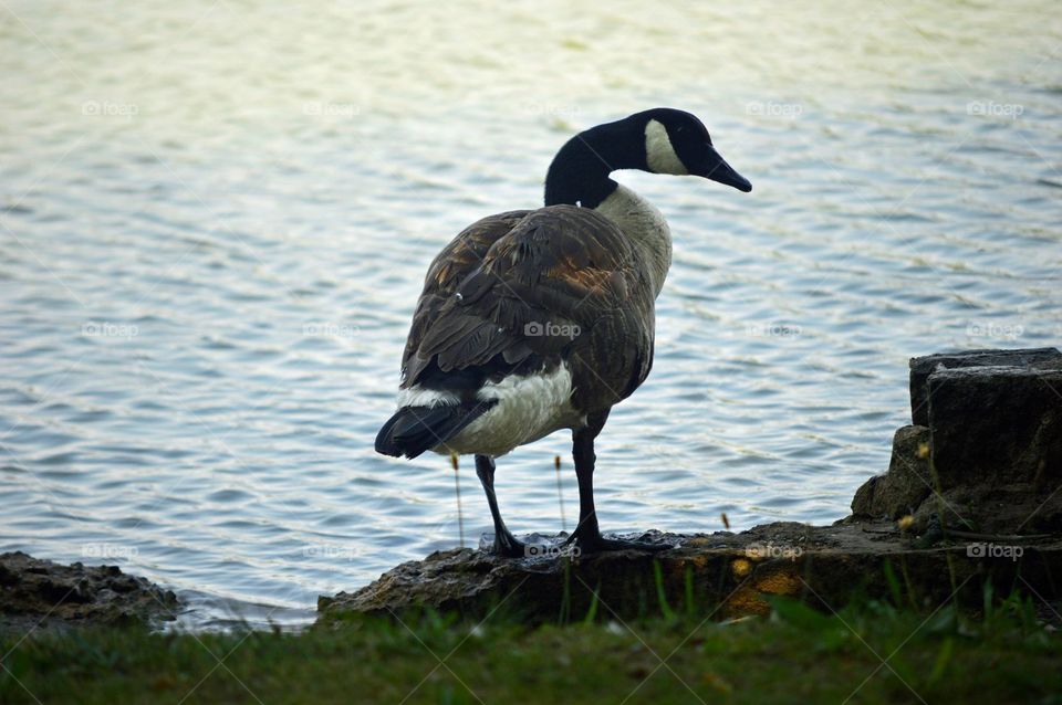 Goose profile. 