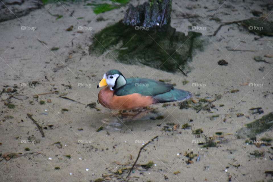 Duck on a clear pond