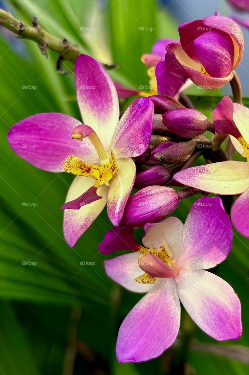 Beautiful Orchid flower 