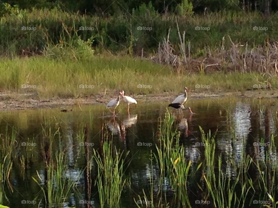 Birds at a swamp
