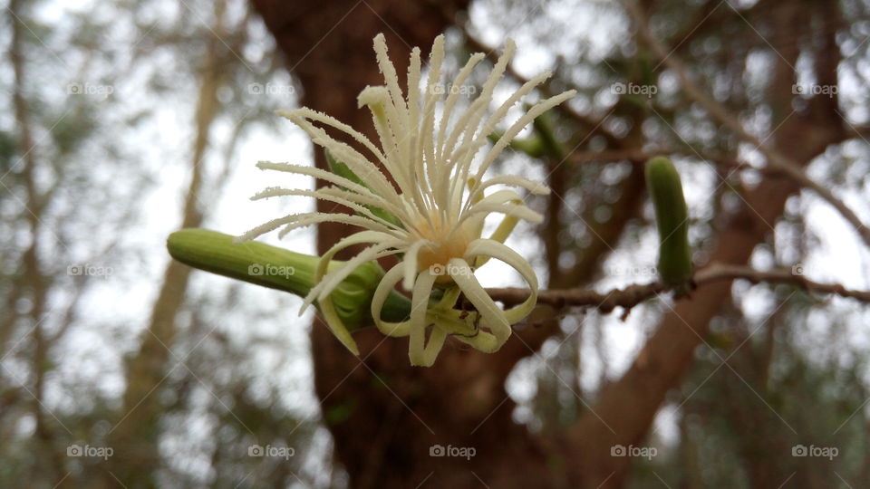 Akor flower... Flower of a thorny tree