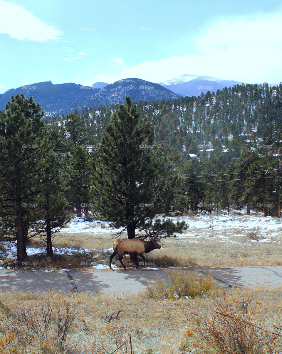 Elk wild wildlife tree Mountain mountains hills wilderness Colorado forest woods hunting