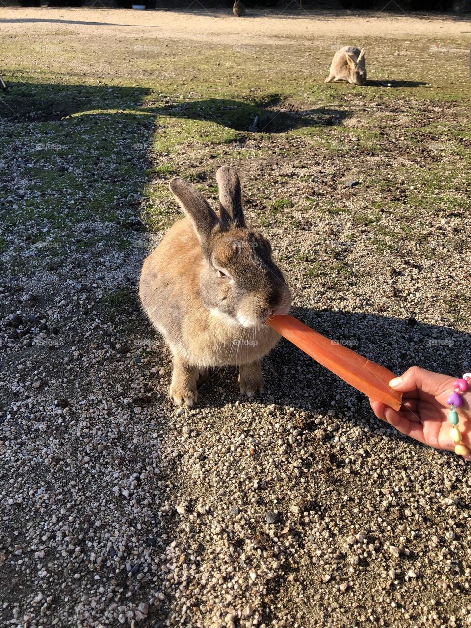 Rabbit eating a carrot