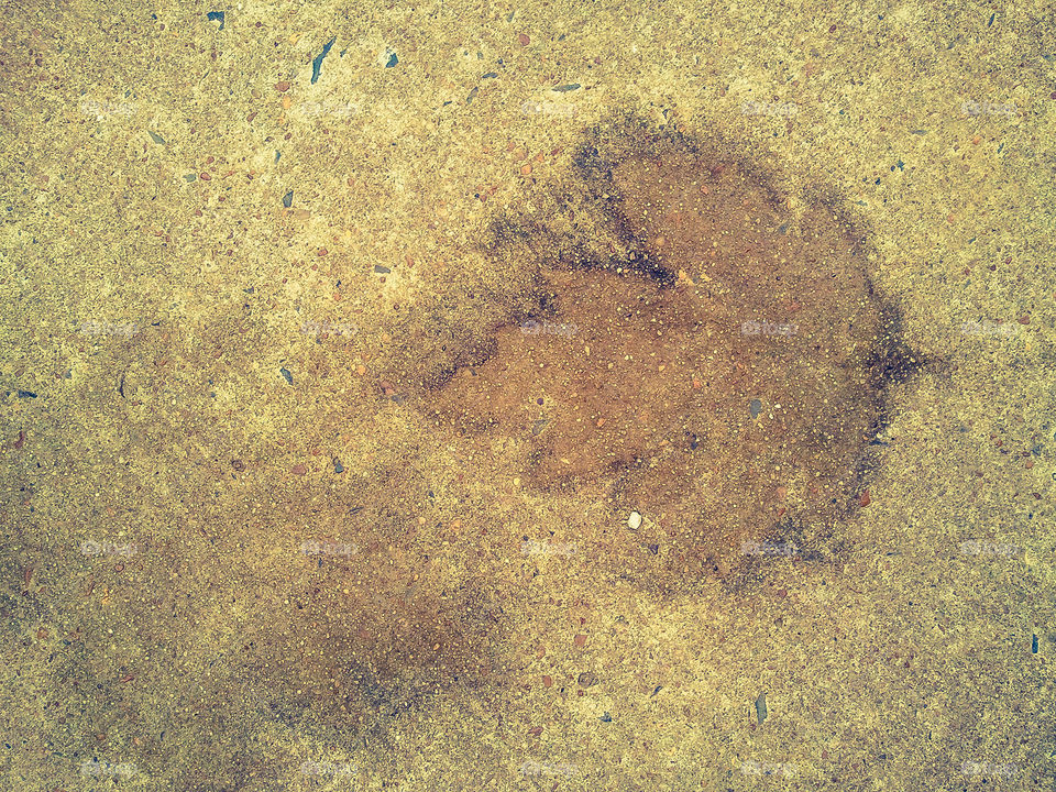 Leaf Stain Pavement. Found this imprint in a back alley-way on campus.