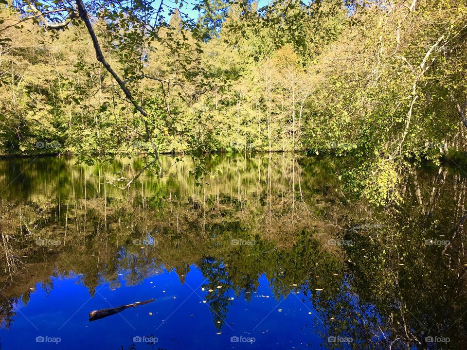 Trees reflection on lake