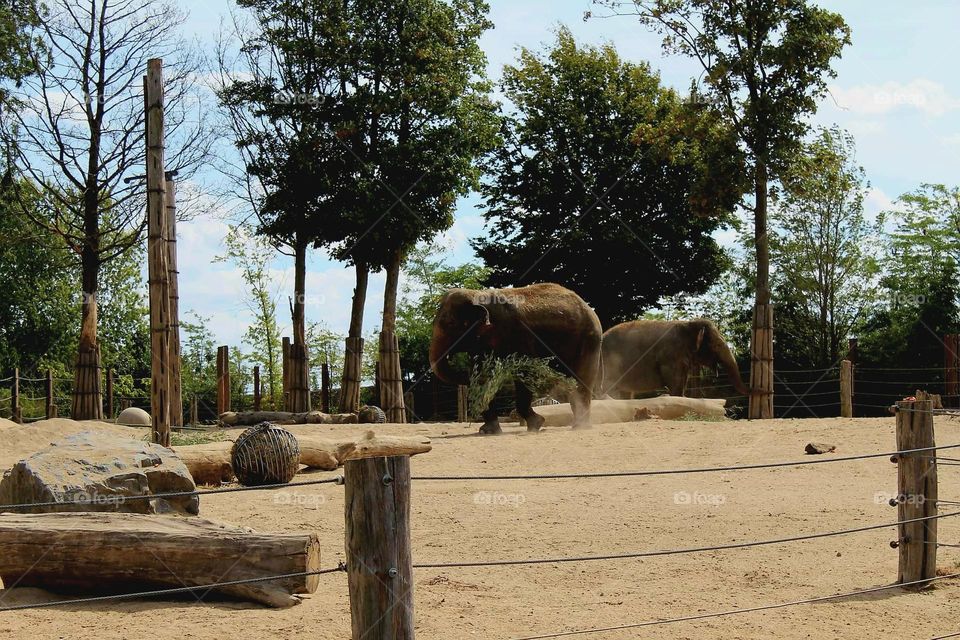 Elephants 🐘