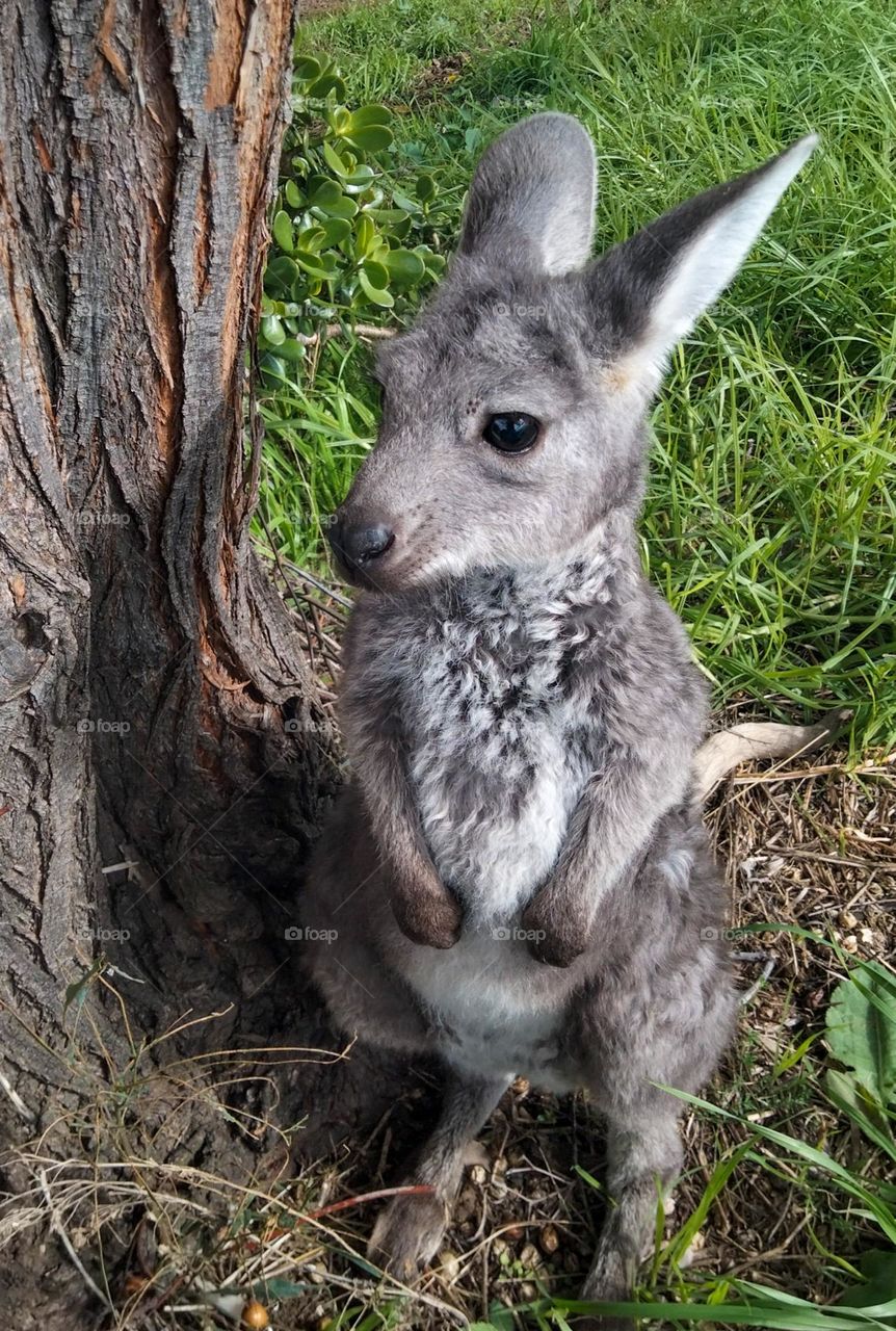 Joey kangaroo. Her name is sunshine