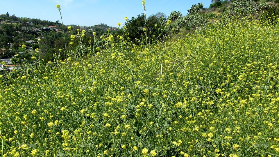 Wild field flowers