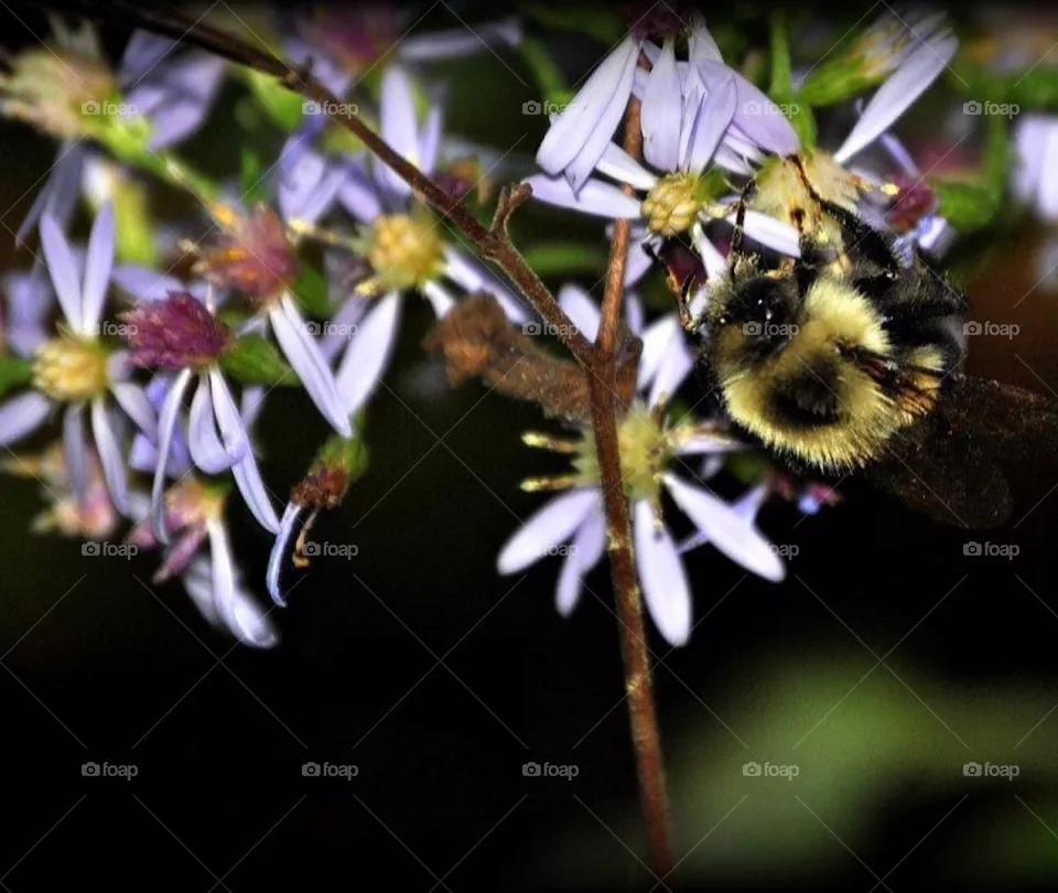 Bumble bee