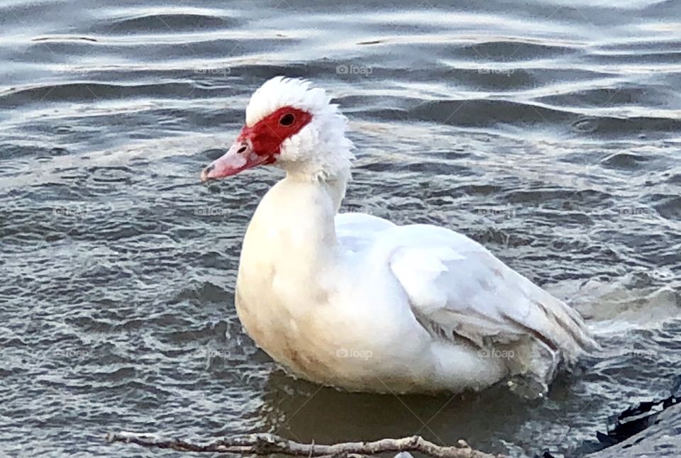 Muscovy, duck, muscovy duck, white, water, freshwater, red, feathers, float, floating, swim, swimming, lake, spring, thaw, reflection, Holiday Lake, Missouri, bill