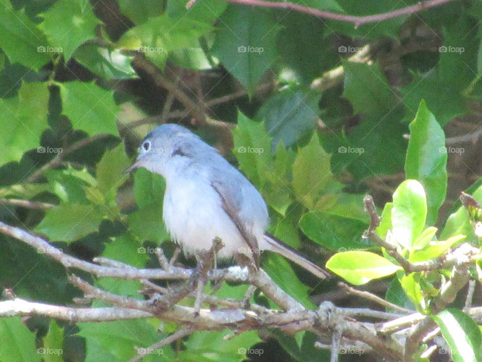 Blue-grey Gnatcatcher