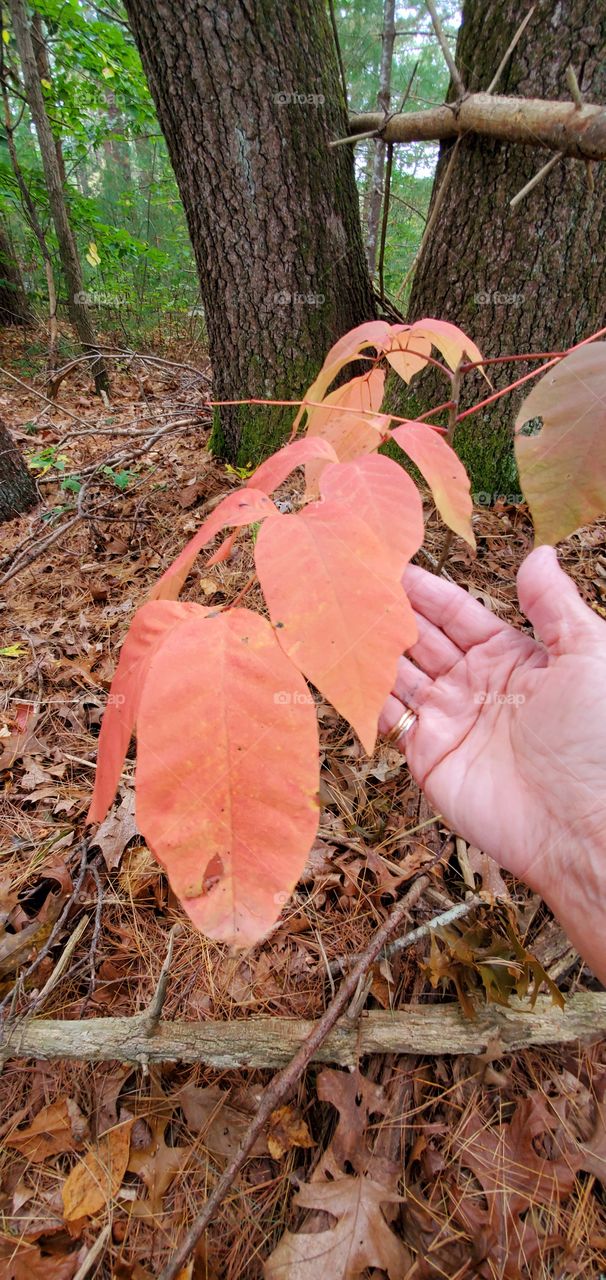 Hand under oranges leaves on young small tree in the woods. Brown leaves under feet as we walk through making a lot of noise as we walk. Autumn is here!