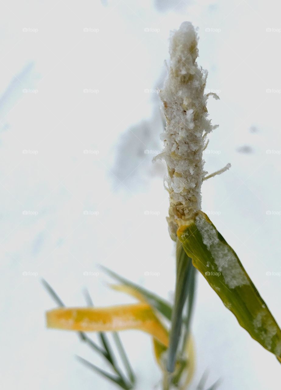 potrait of wheat plant