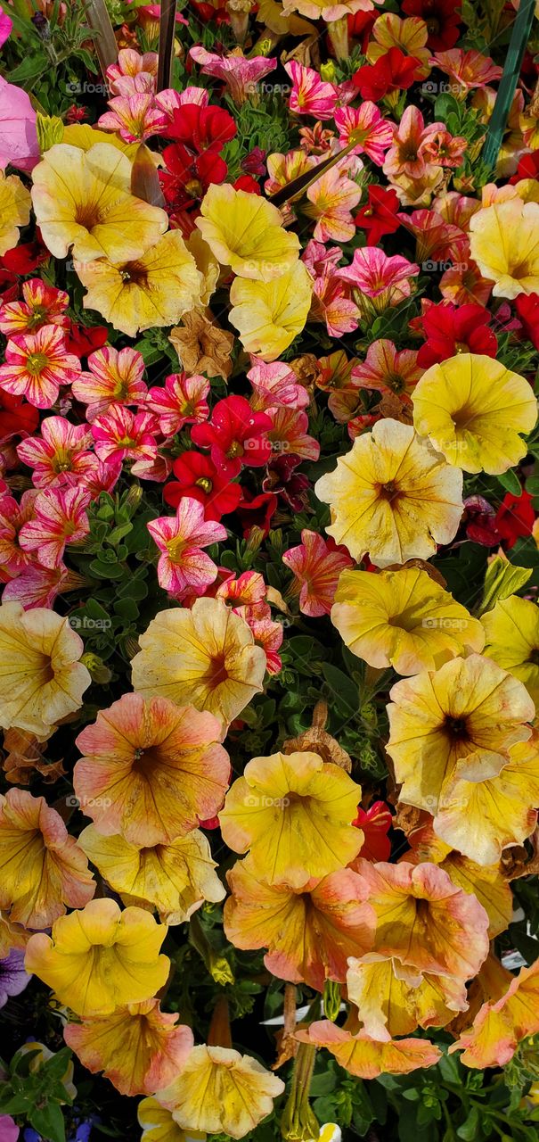 Petunias