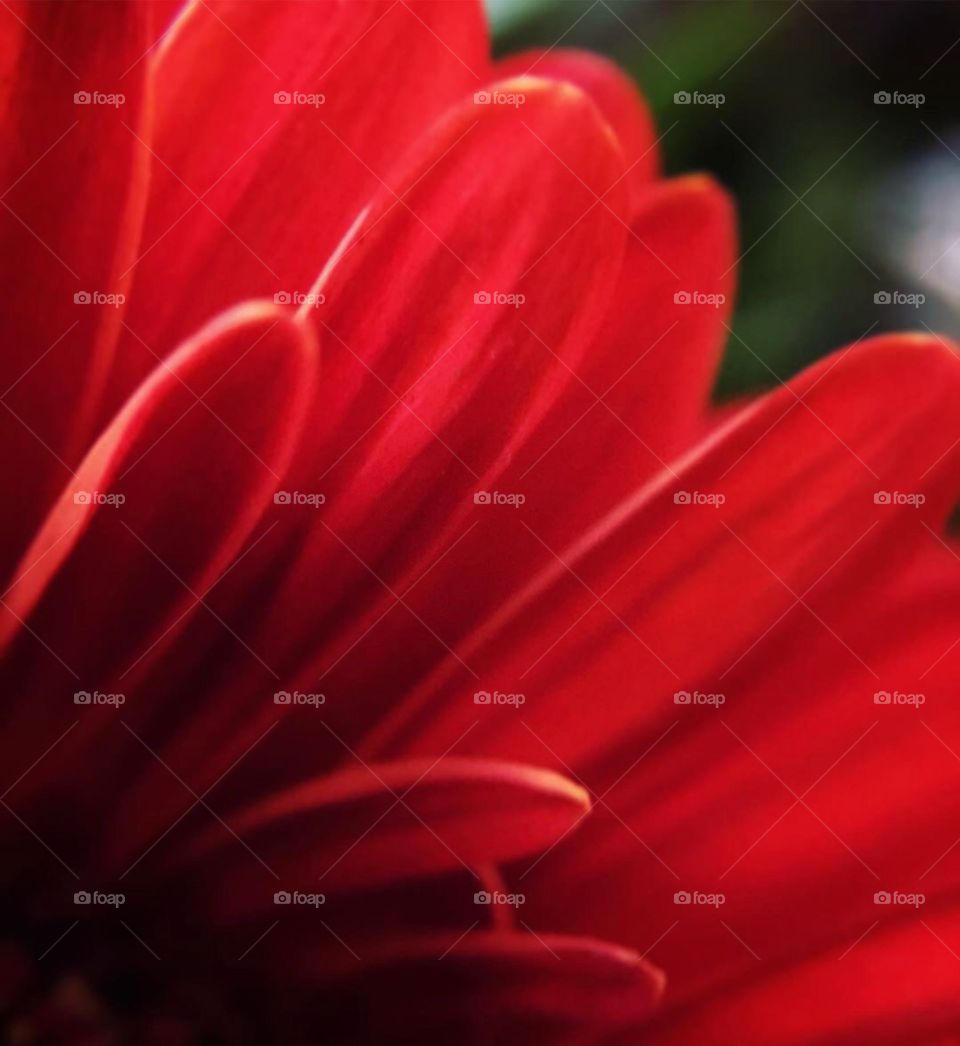 Red is the first color of spring. It’s the real color of rebirth - of beginning.