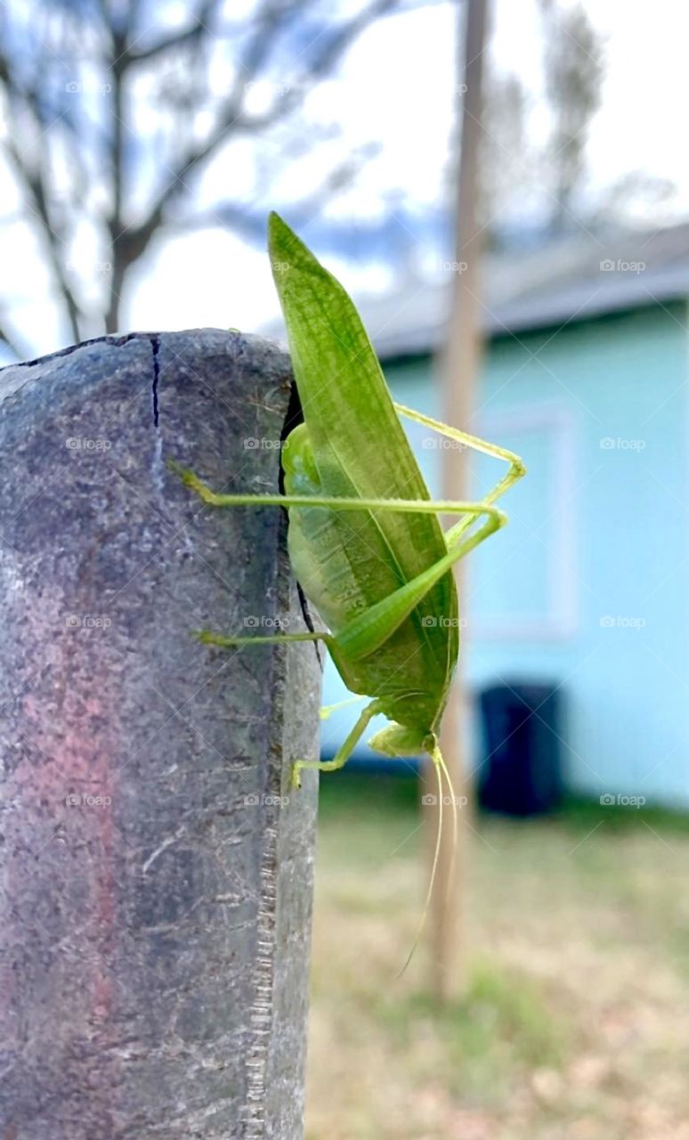 Beautiful Green Grasshopper!