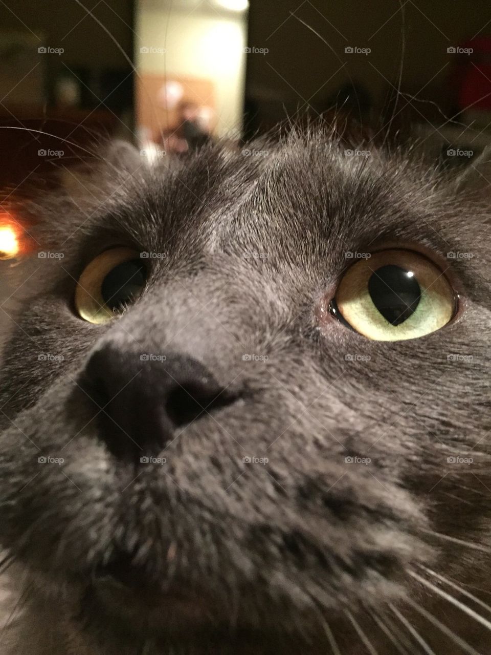 Kitty close up