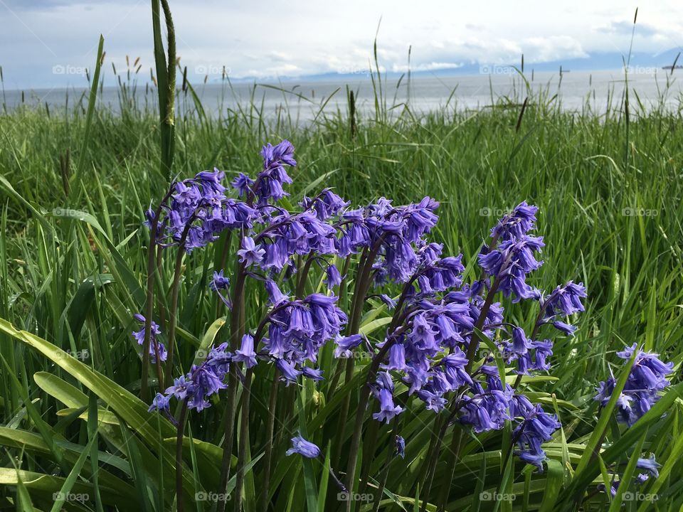 Nature in purple 