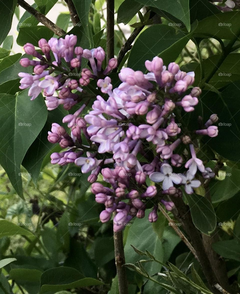 First Lilac