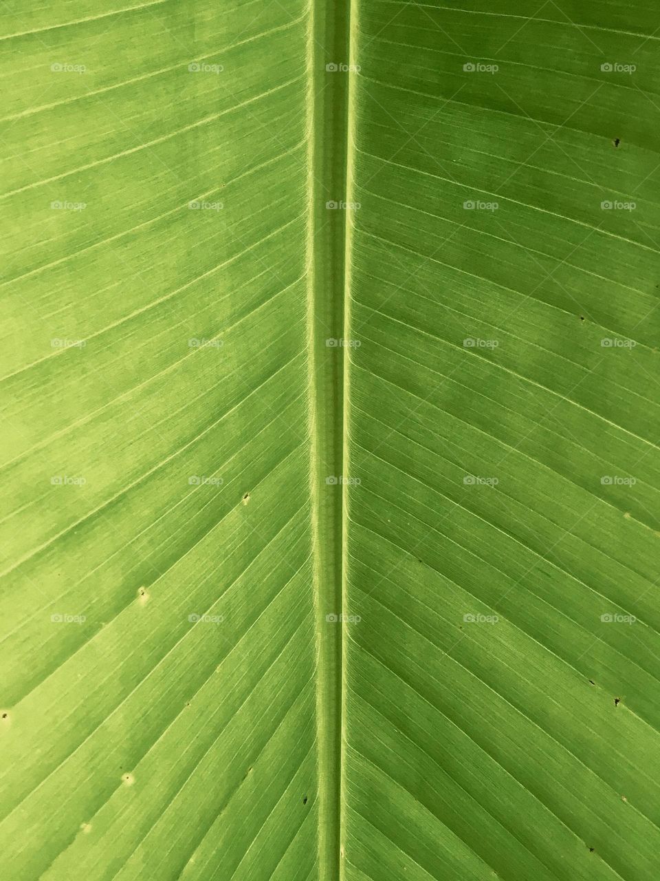 Closeup of the texture of a giant banana palm leaf