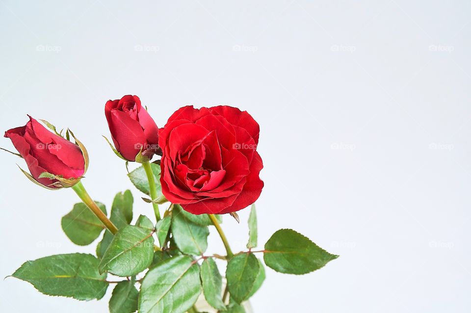 Red rose flower on gray background 