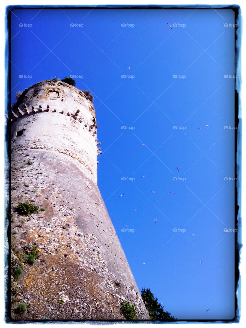 Side tower. Lots of seagulls near the castle on sea.