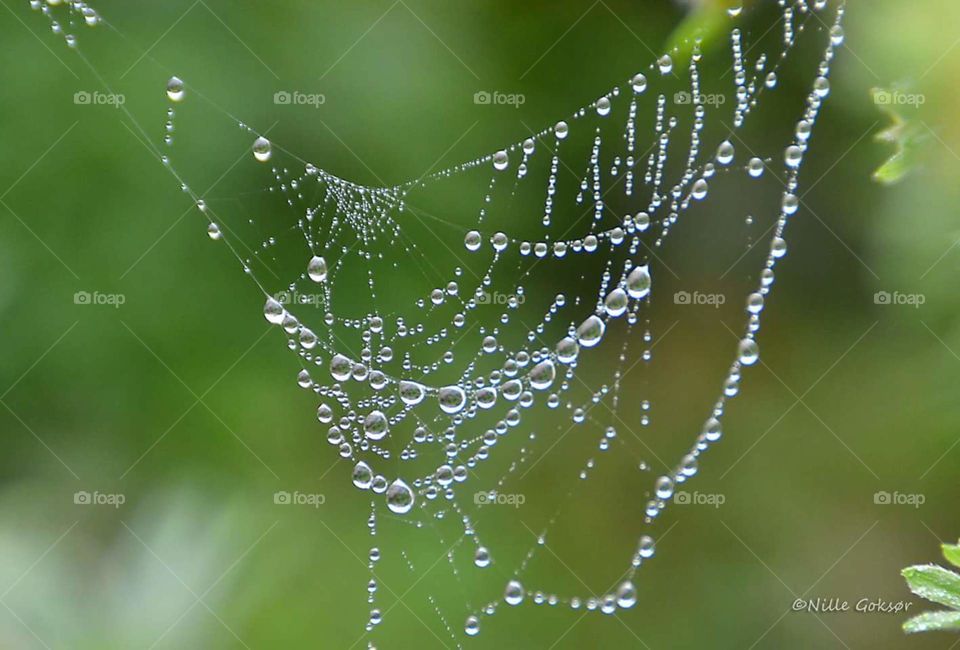 Wet web...