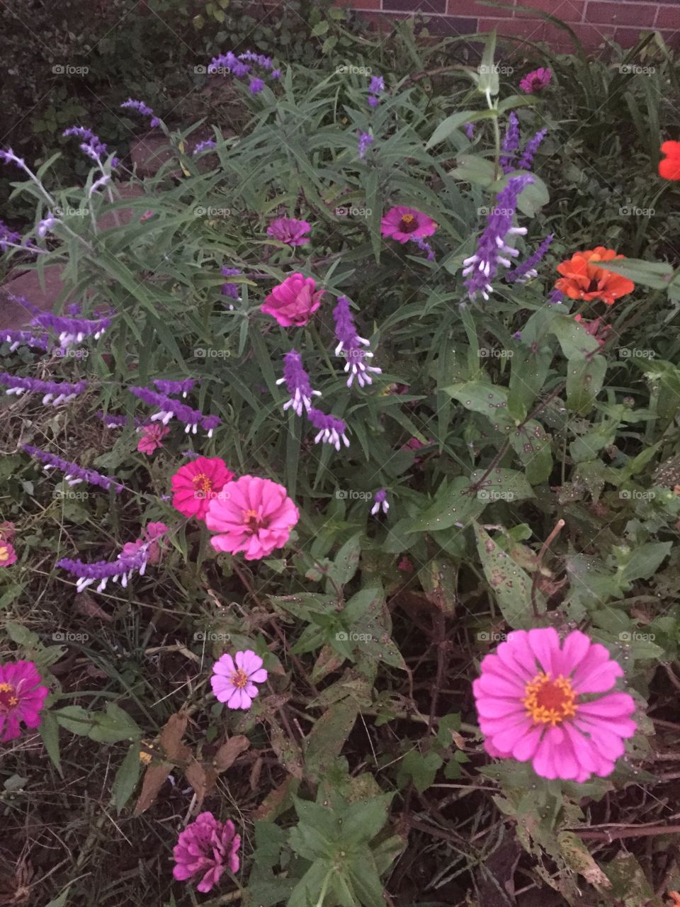 Lavender, purple flowers mixed with reds, pinks and greenery in my fall beautiful garden. 