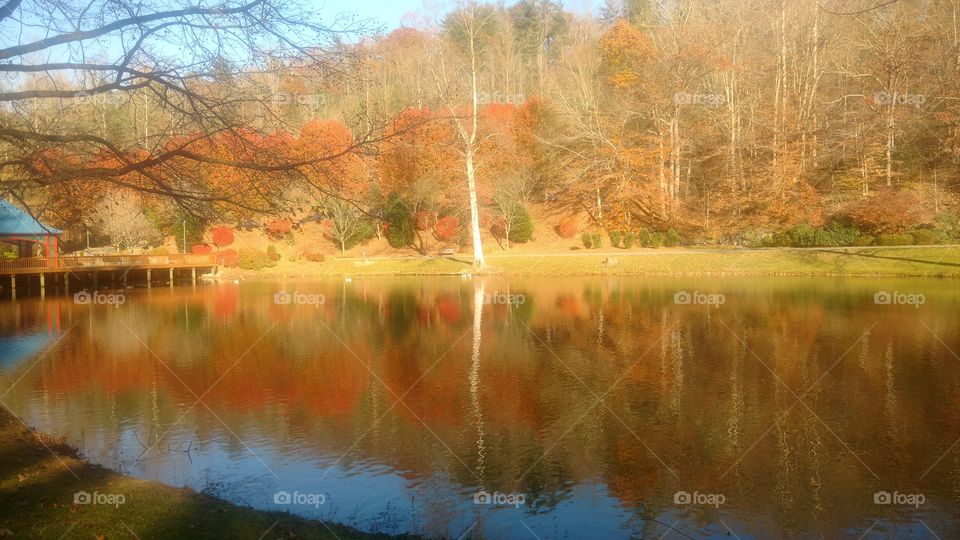 Fall, Landscape, Tree, Lake, Water