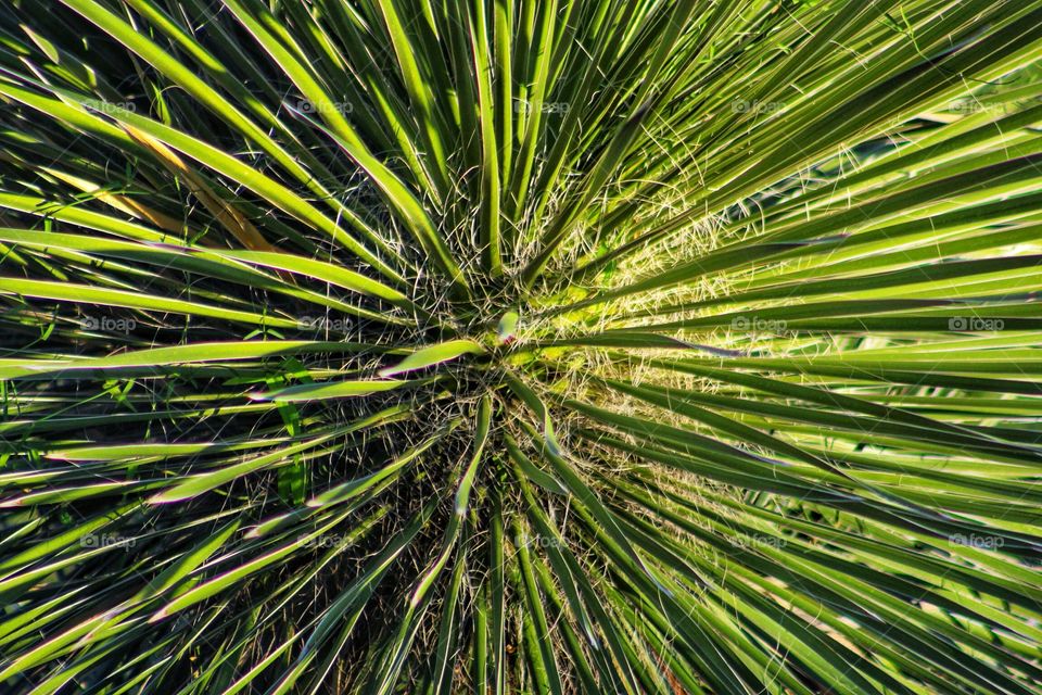Yucca close up 