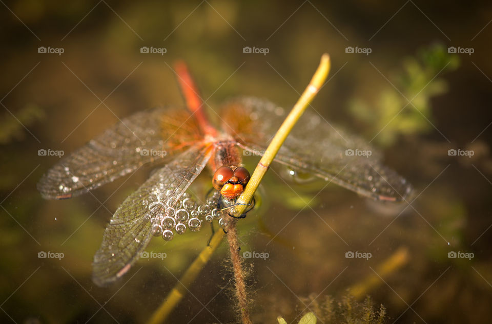 Dragonfly on water