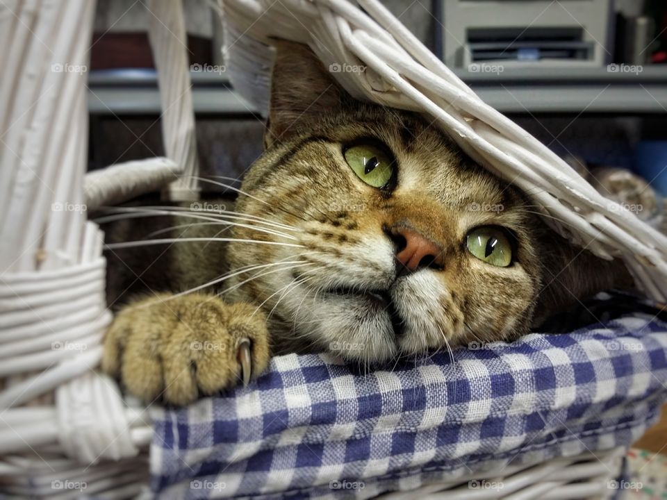 Tabby Cat in a  Picnic Basket