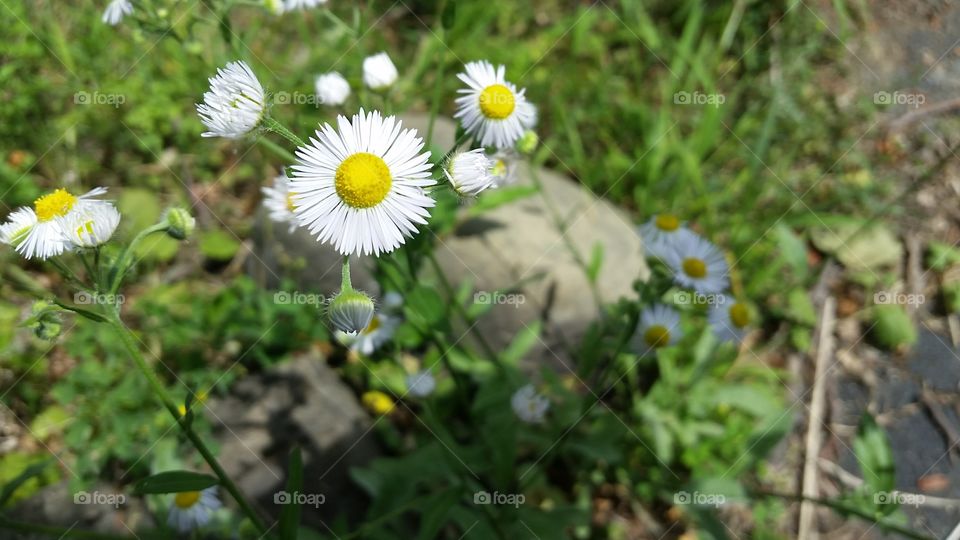 Nature, Flower, Flora, Summer, Grass