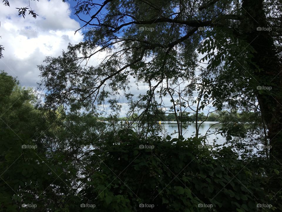 Sky and lake through the trees